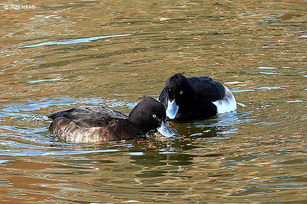 キンクロハジロ