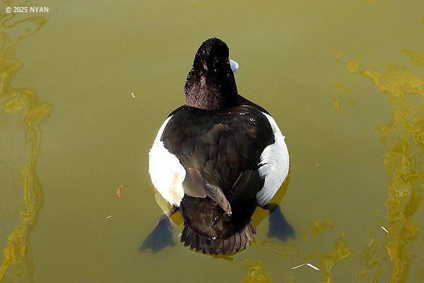 キンクロハジロ