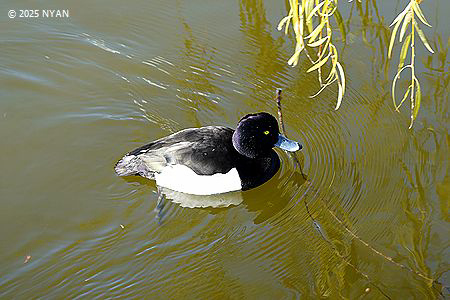 キンクロハジロ