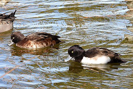 キンクロハジロ