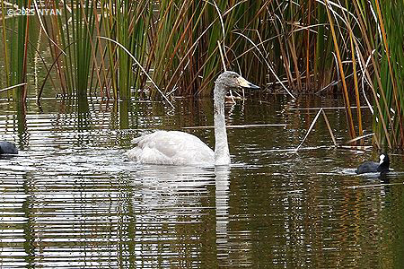 オオハクチョウ