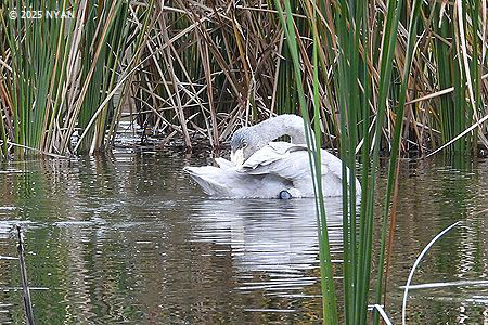 オオハクチョウ