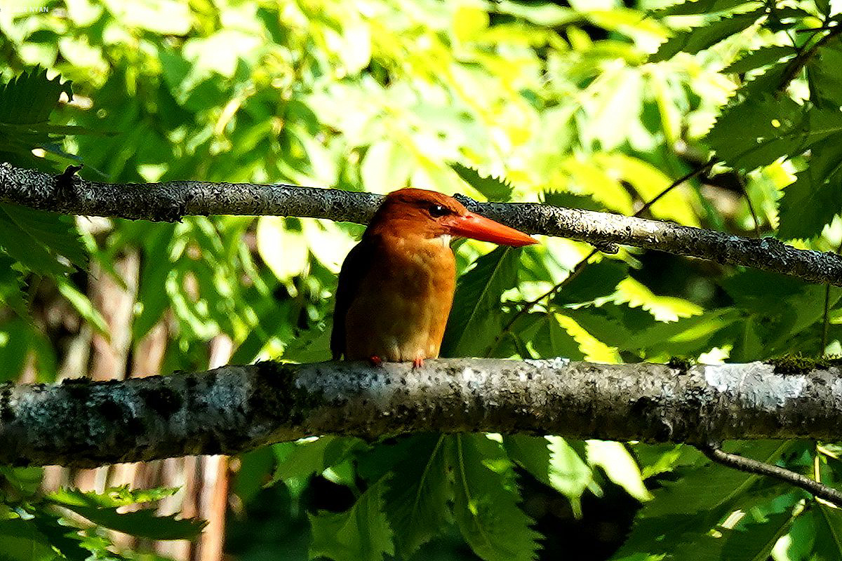 アカショウビン
