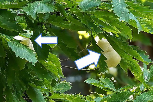 アカショウビン