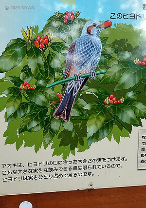 ヒヨドリ