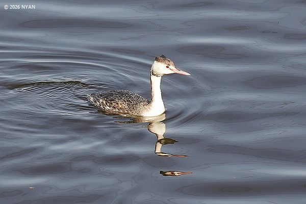 カンムリカイツブリ