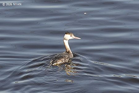 カンムリカイツブリ
