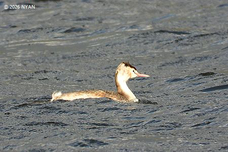 カンムリカイツブリ