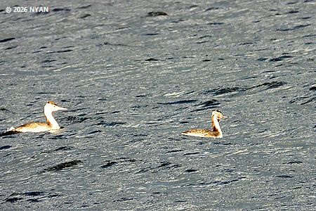 カンムリカイツブリ