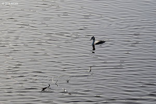 カンムリカイツブリ
