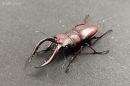 ノコギリクワガタ
