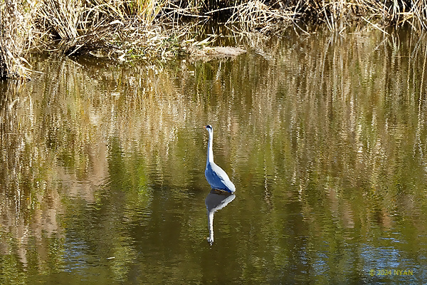 アオサギ（鳥）