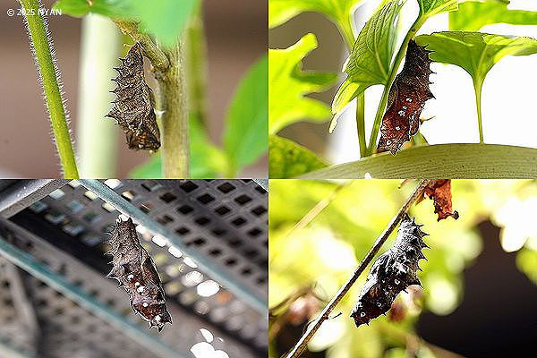 ツマグロヒョウモン（蝶・蛾）