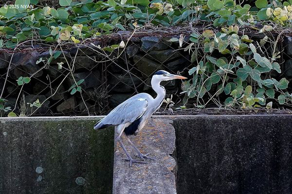 アオサギ（鳥）