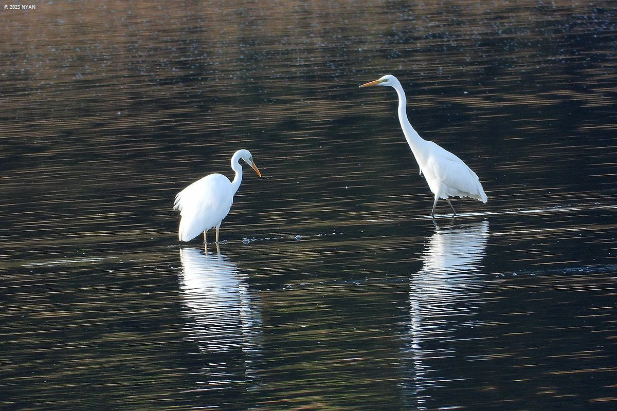 ダイサギと仲間たち（鳥）