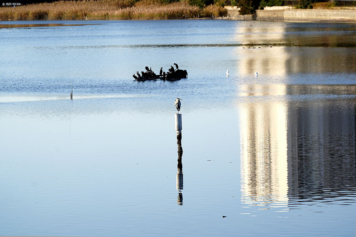 アオサギ（鳥）