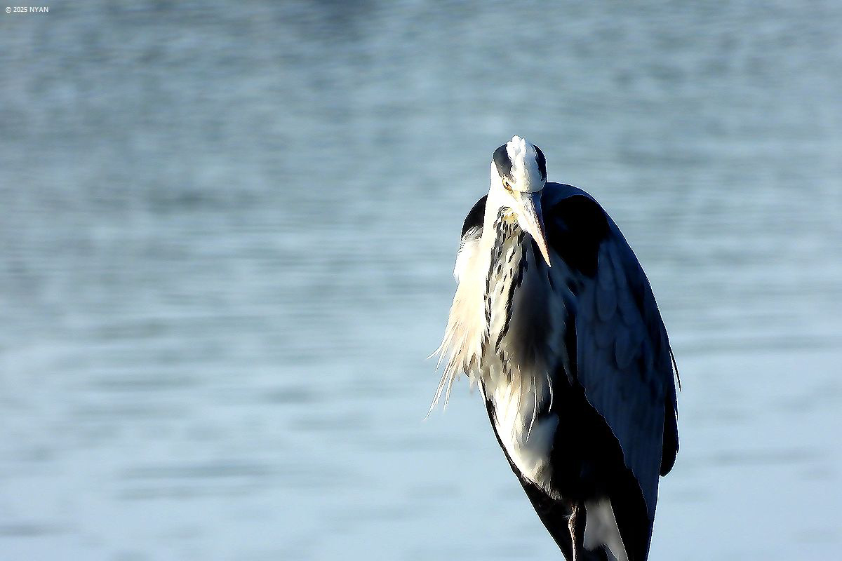 アオサギ（鳥）