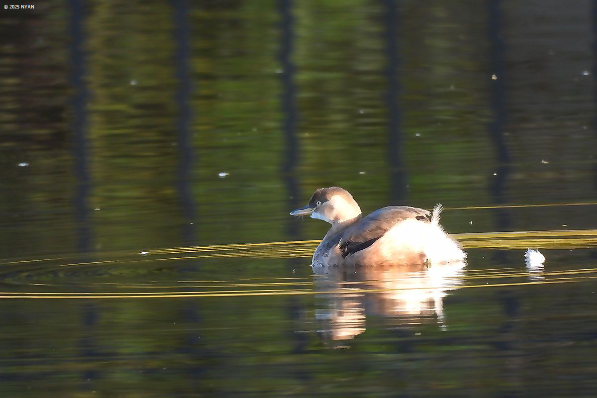 カイツブリ（鳥）