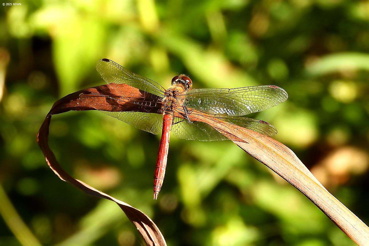 アキアカネ（蜻蛉）