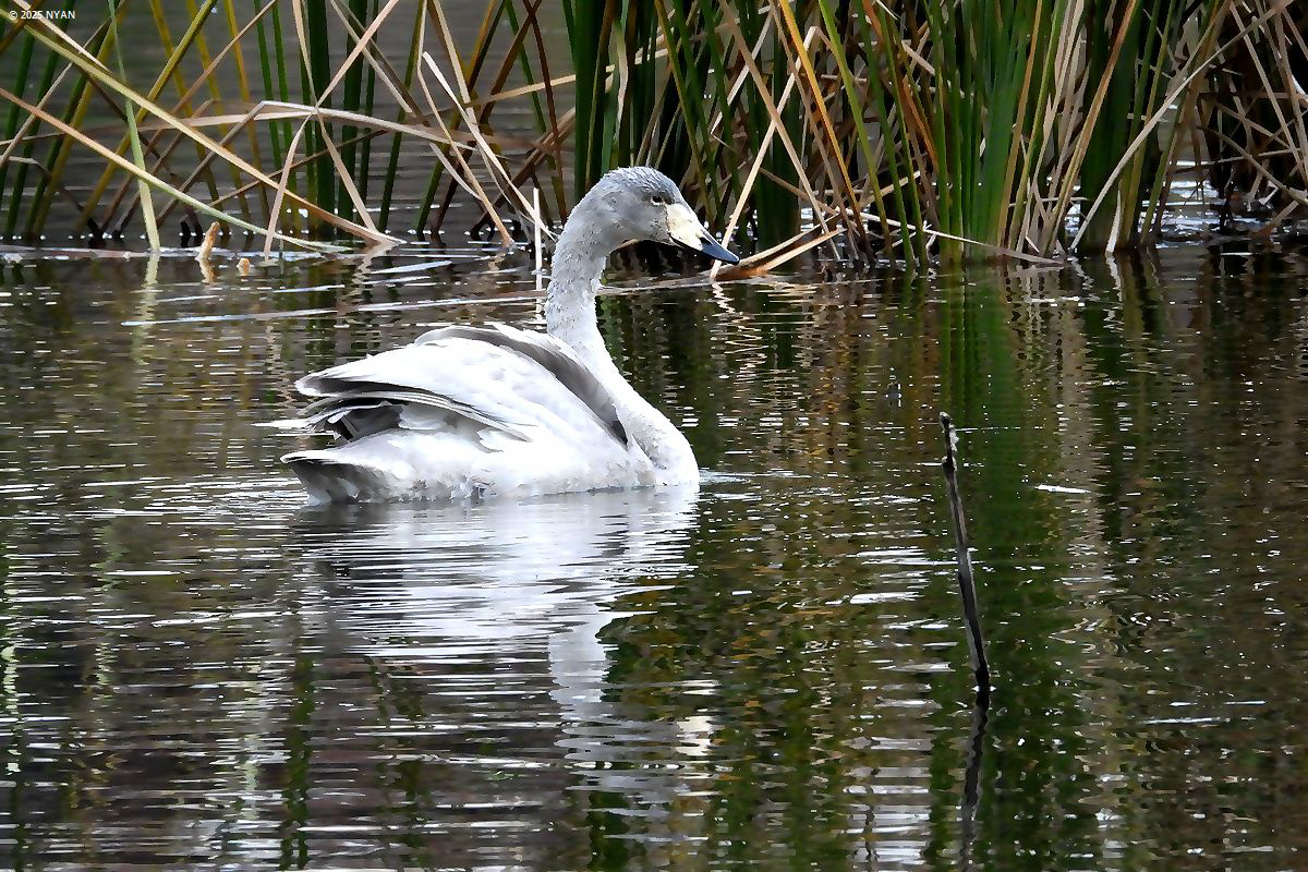 オオハクチョウ [ 幼鳥 ]（鳥）