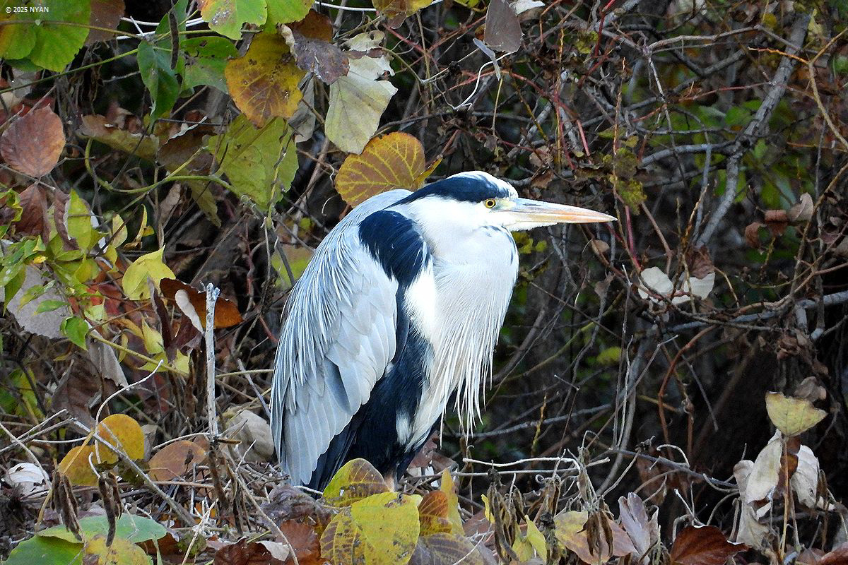アオサギ（鳥）