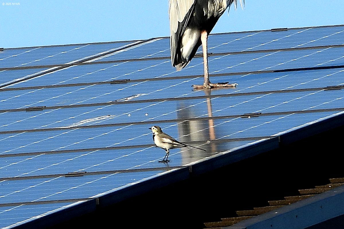 ハクセキレイとアオサギ（鳥）