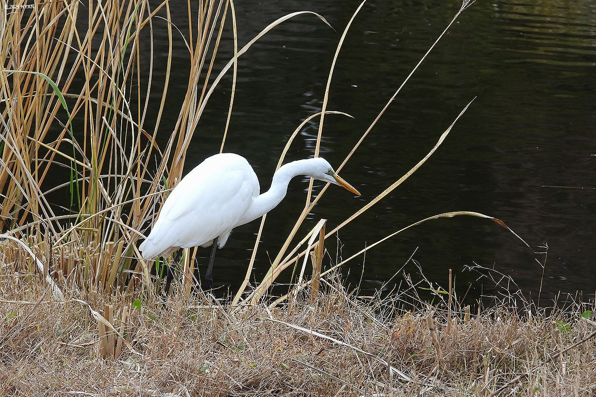 チュウサギ（鳥）