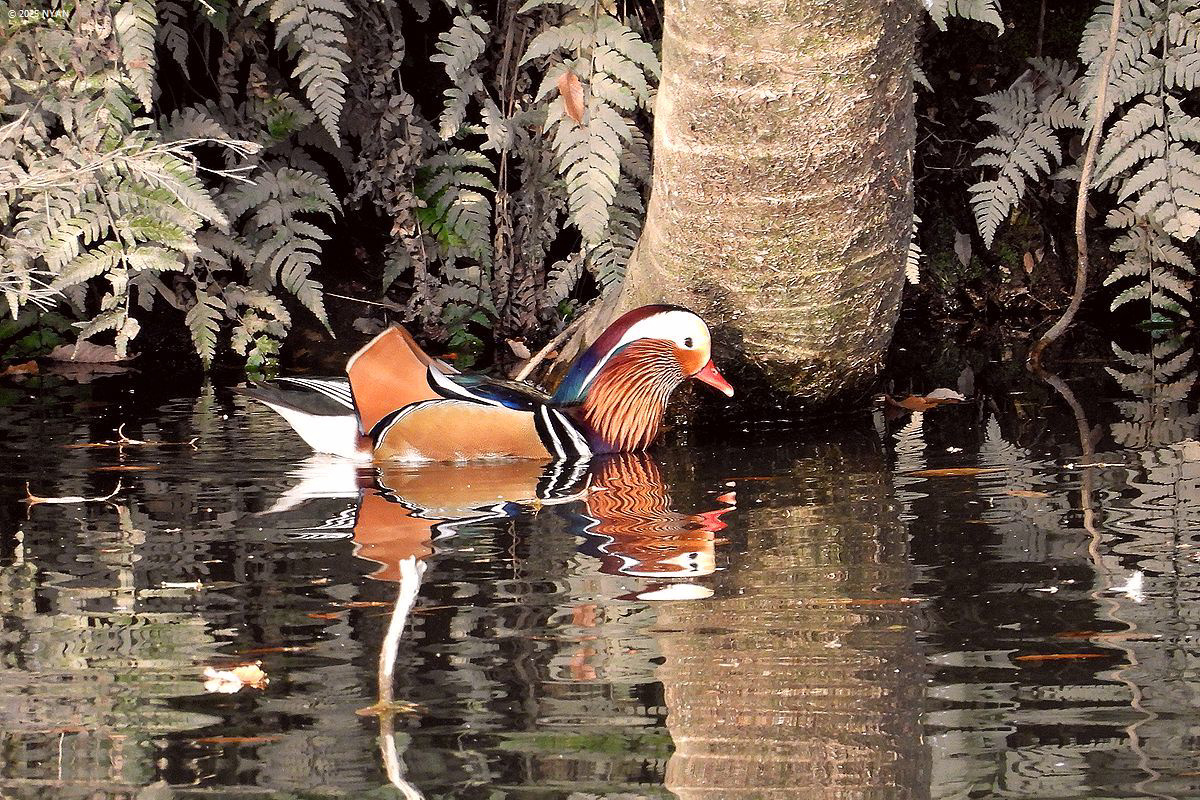 オシドリ（鳥）