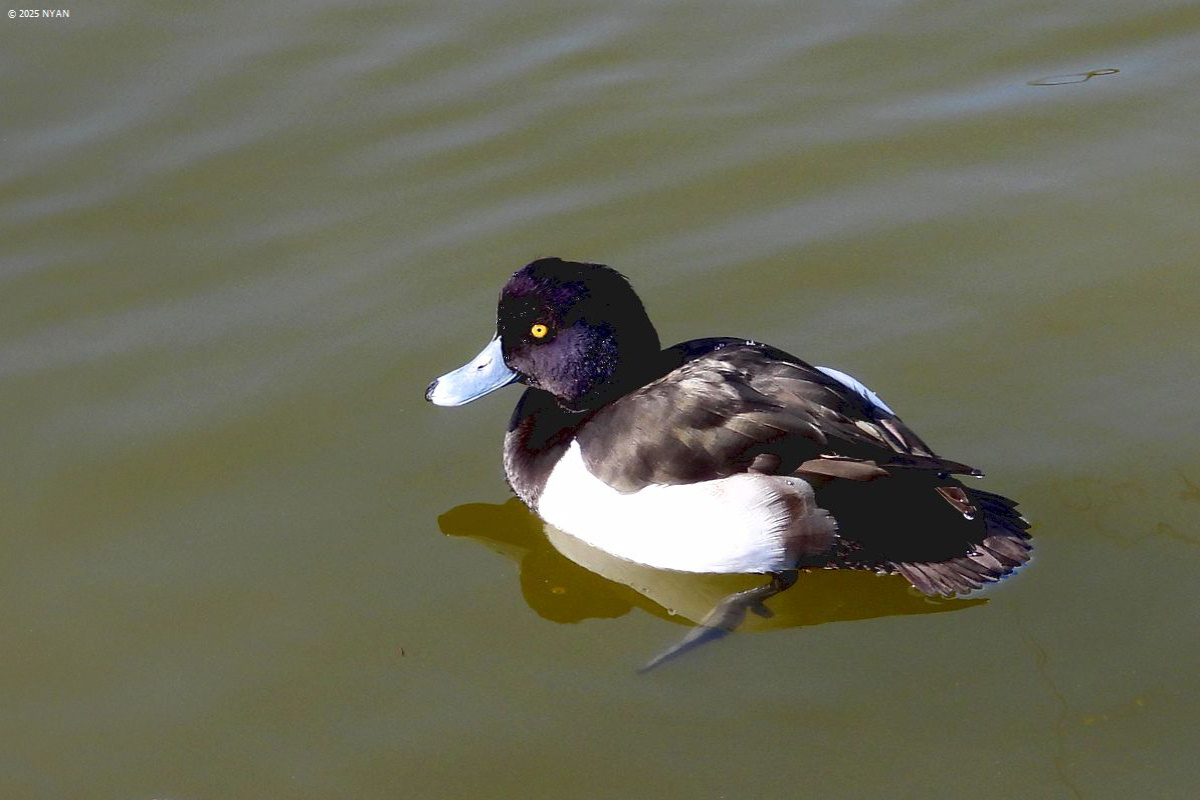 キンクロハジロ（鳥）