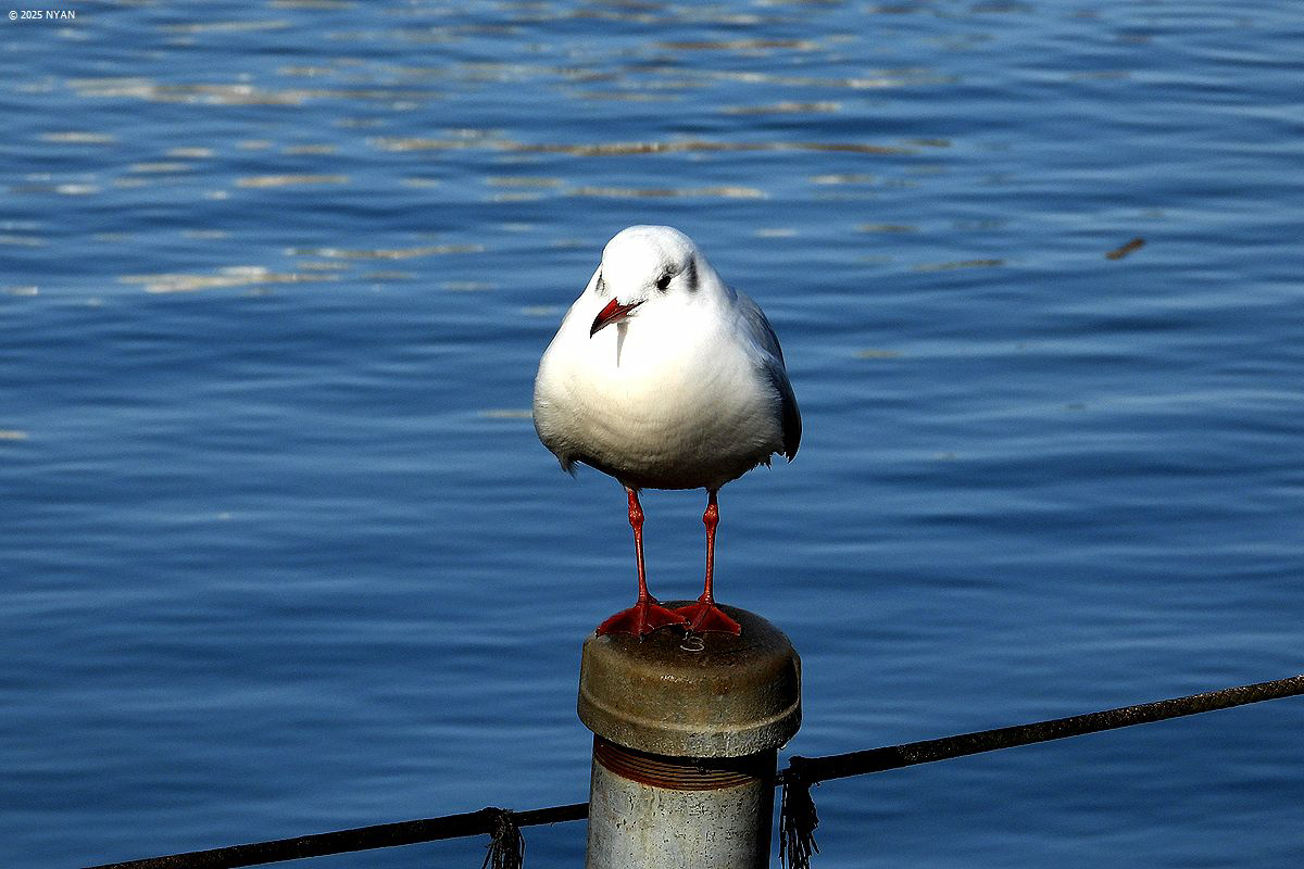 ユリカモメ（鳥）