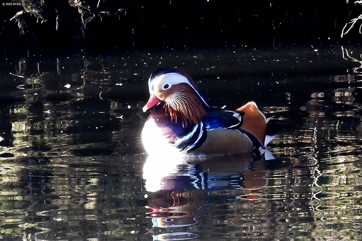 オシドリ（鳥）