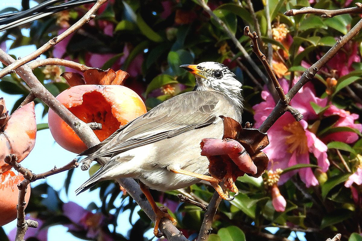 ムクドリ（鳥）