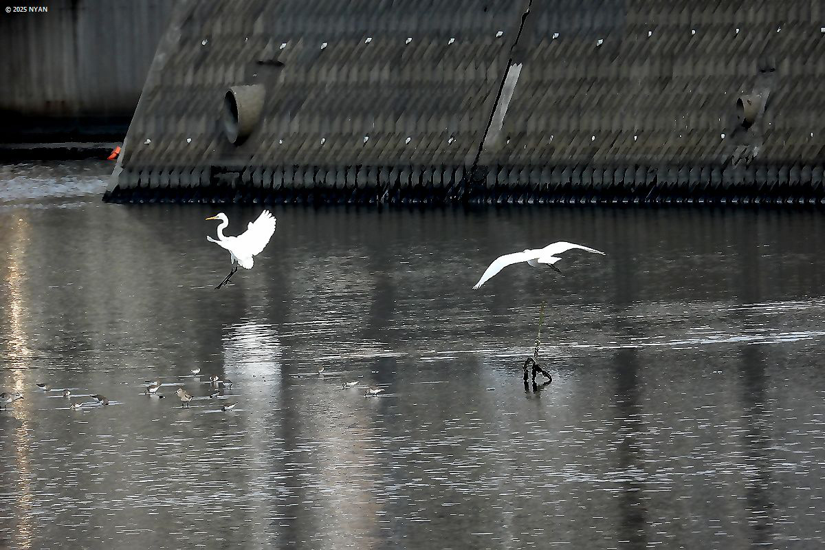 チュウサギ（鳥）