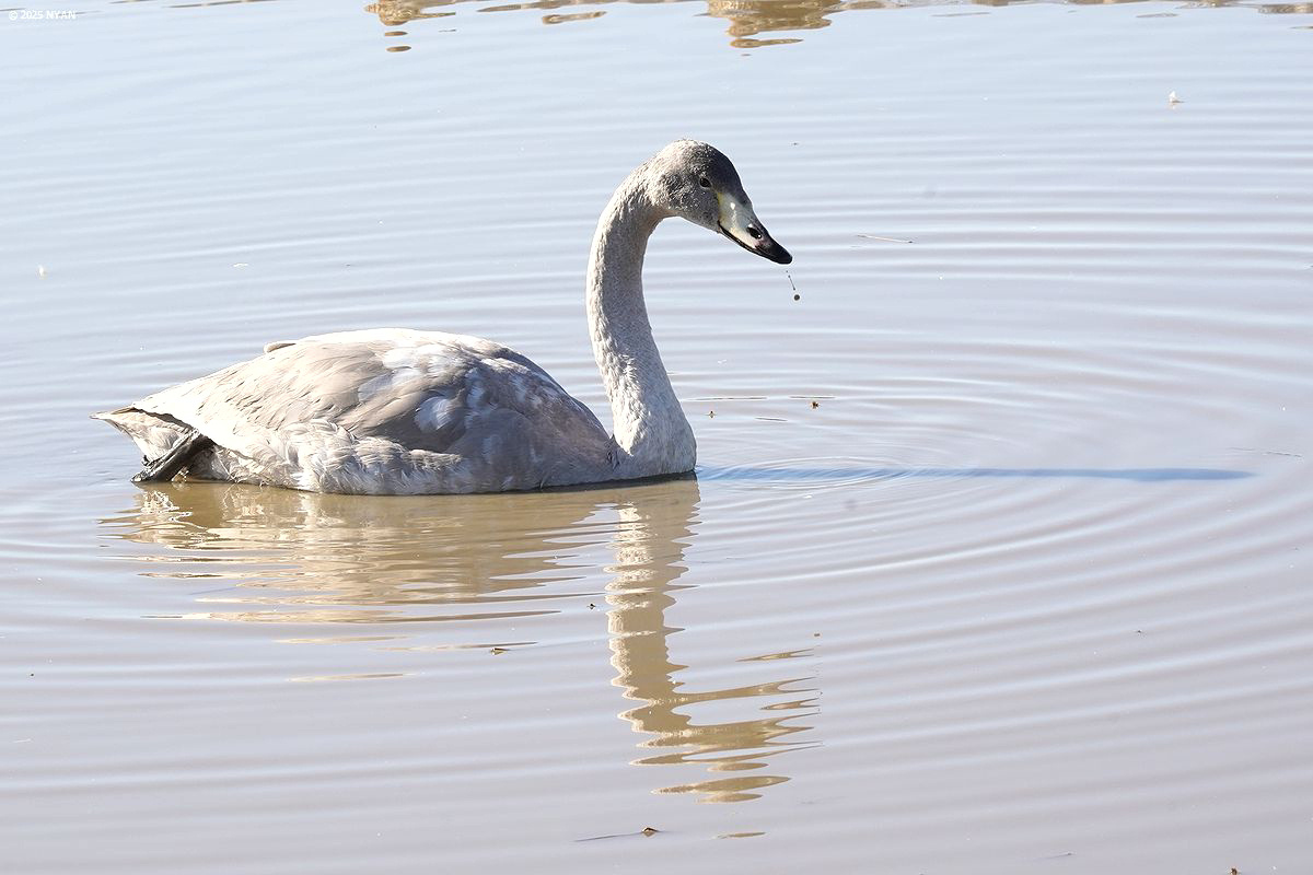 オオハクチョウ [ 幼鳥 ]（鳥）