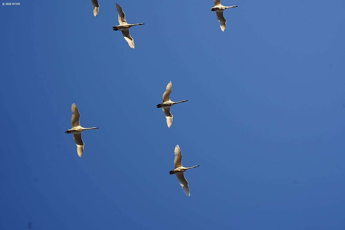 コハクチョウ（鳥）