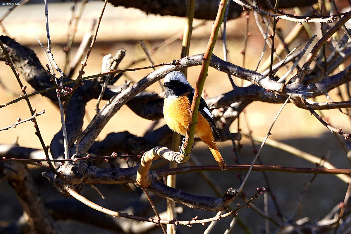 ジョウビタキ（鳥）