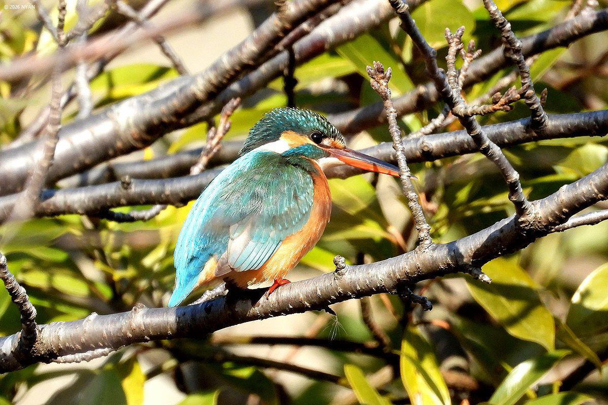 カワセミ（鳥）