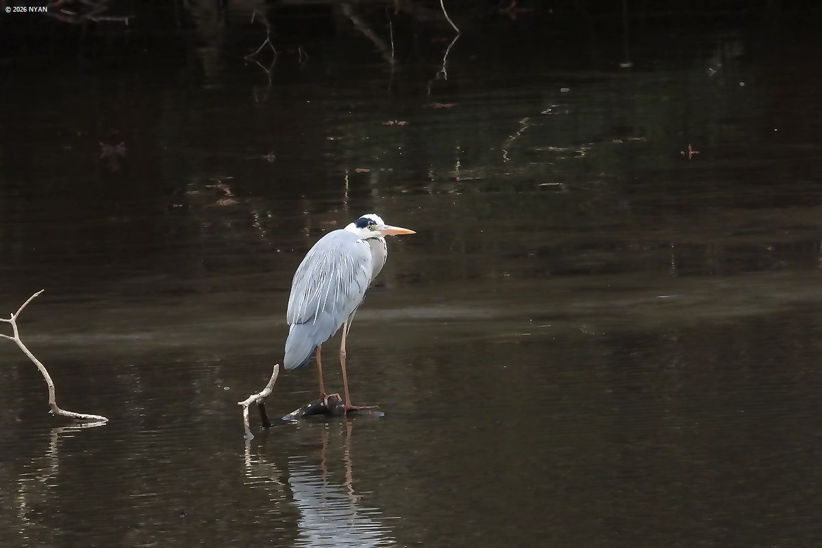 アオサギ（鳥）
