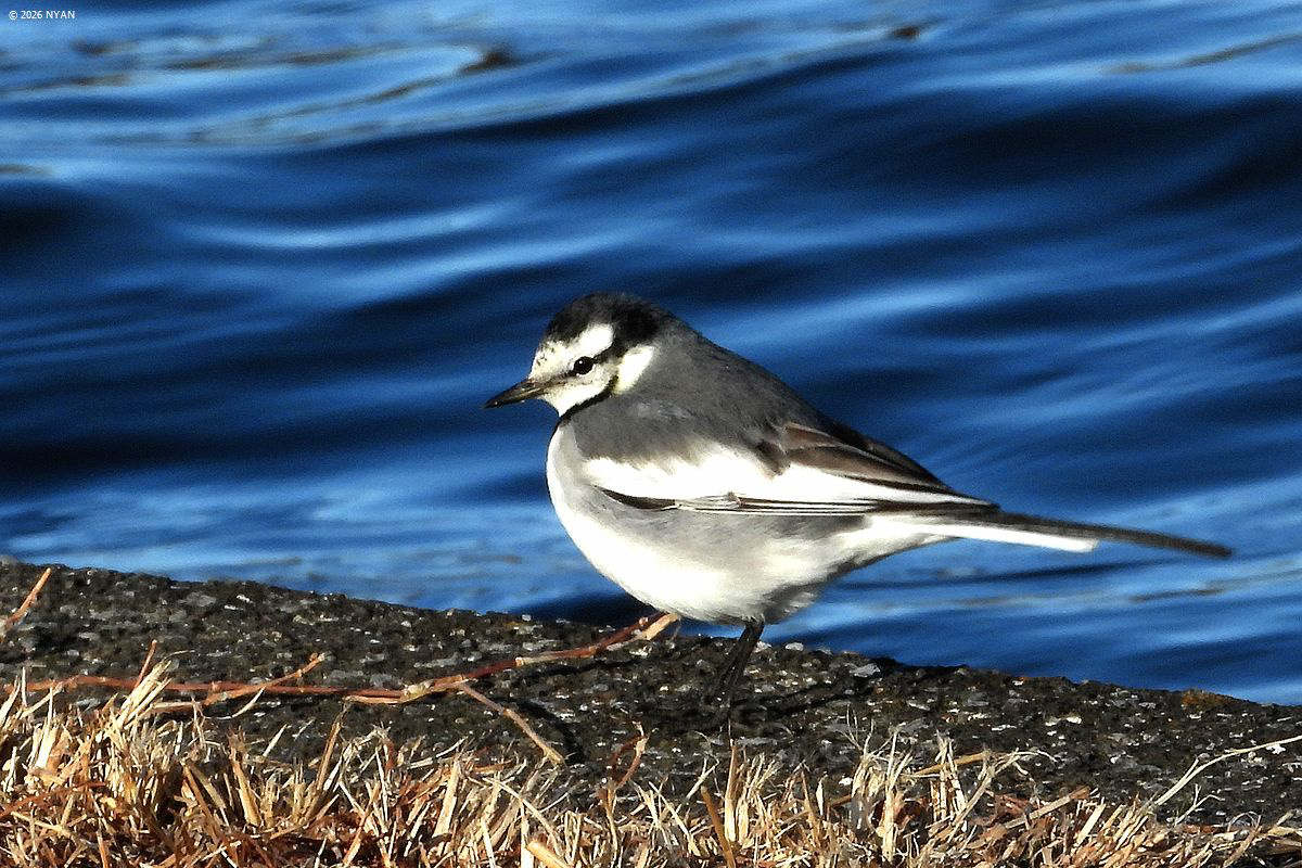 ハクセキレイ（鳥）