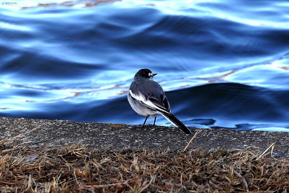 セグロセキレイ（鳥）