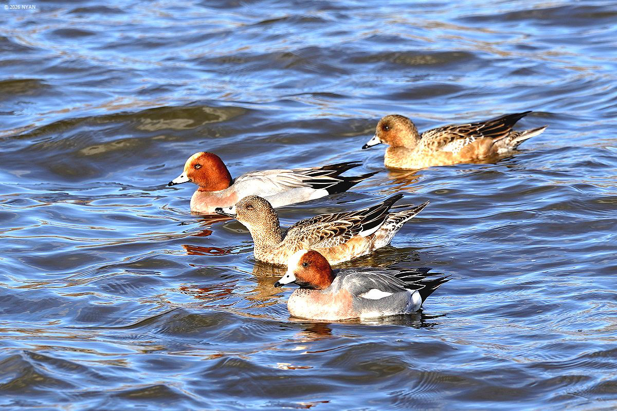 ヒドリガモ（鳥）