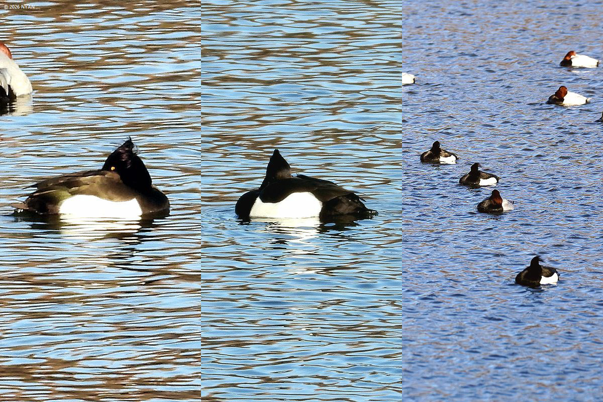 キンクロハジロ（鳥）