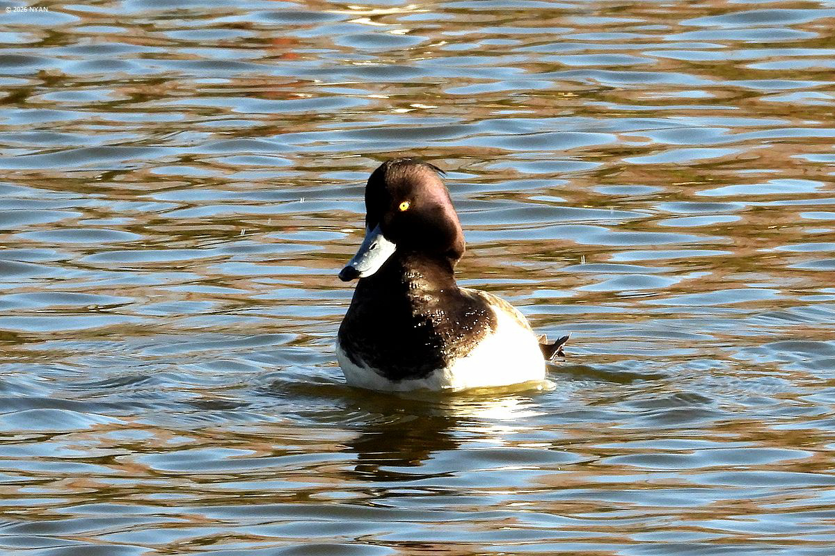 キンクロハジロ（鳥）