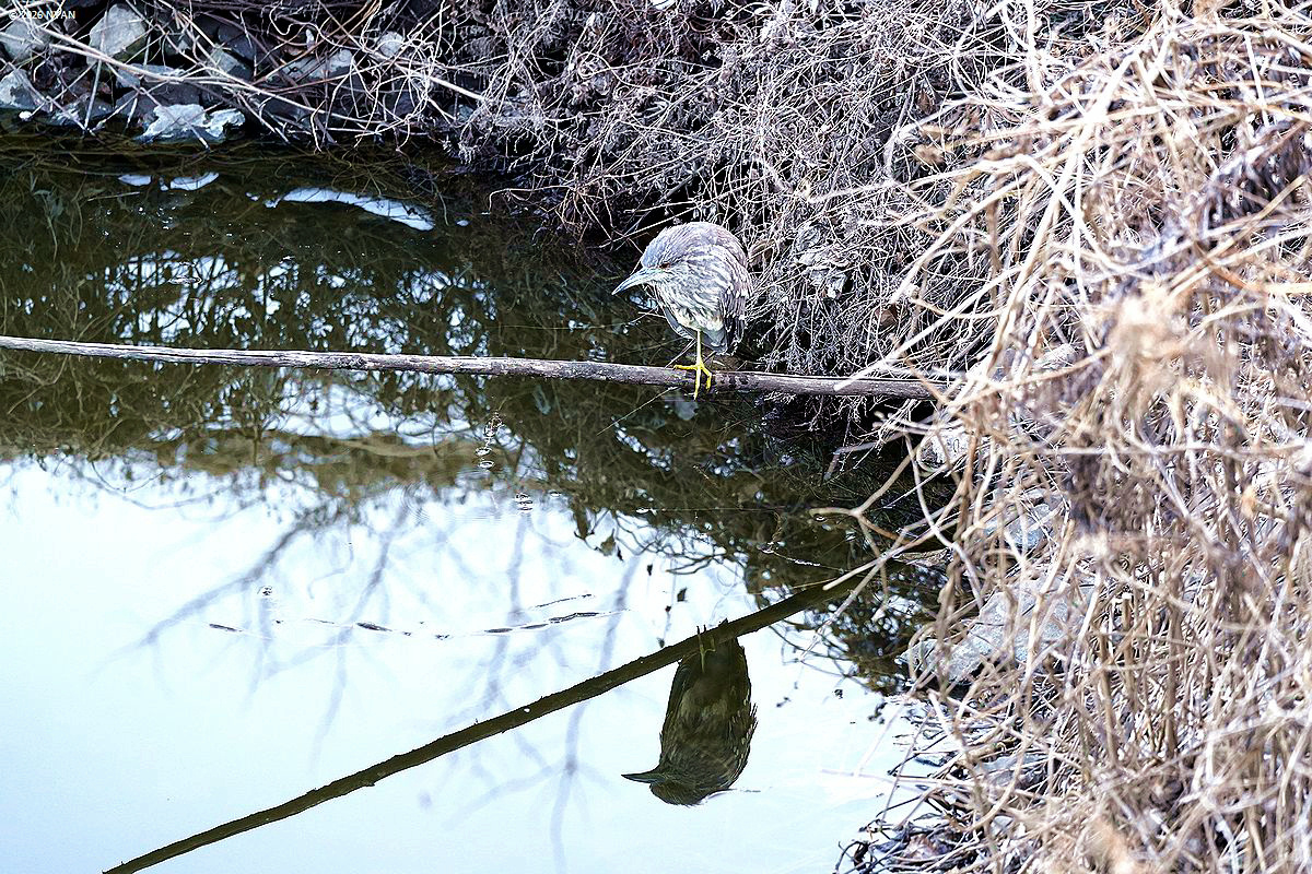 ゴイサギ [ ホシゴイ ]（鳥）