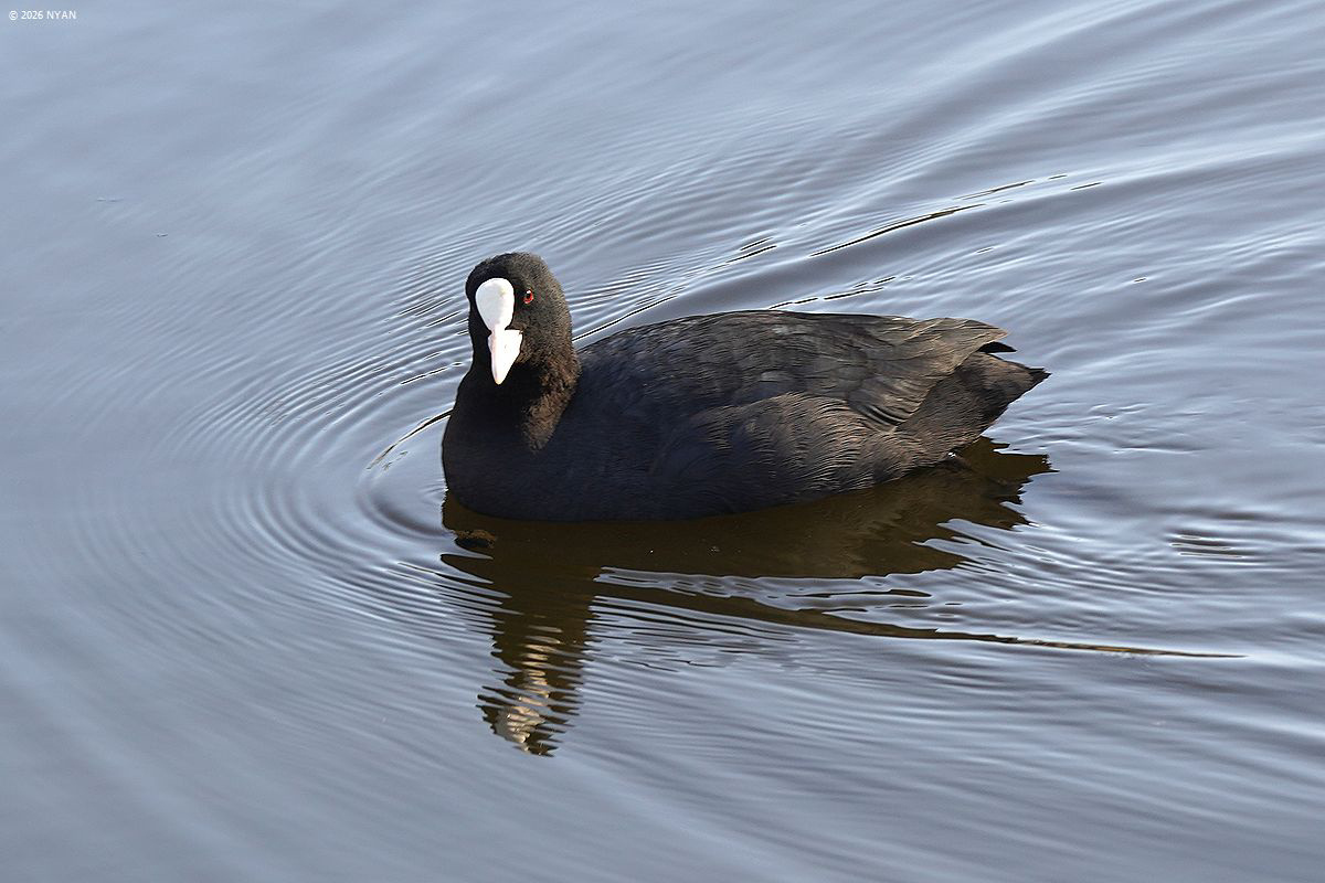 オオバン（鳥）