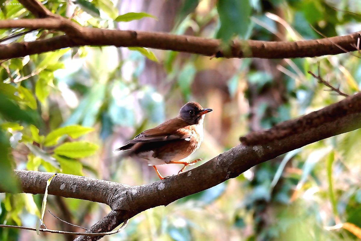 シロハラ（鳥）
