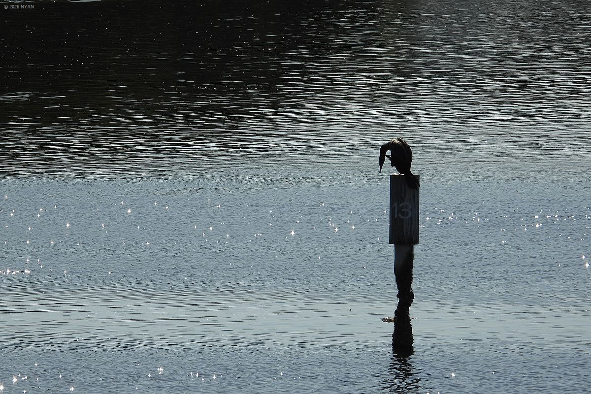 カワウ（鳥）