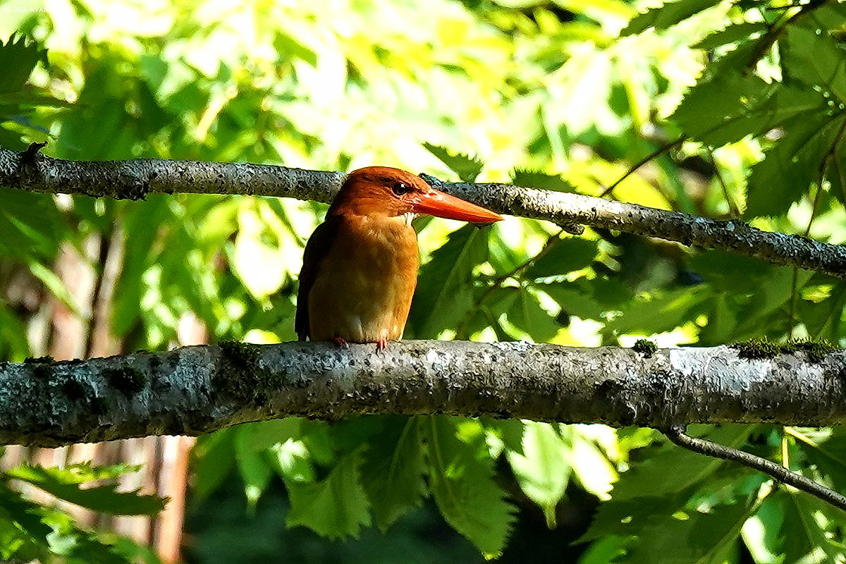 アカショウビン（鳥）