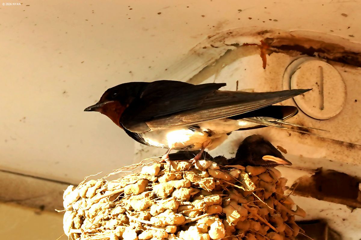 ツバメ（鳥）