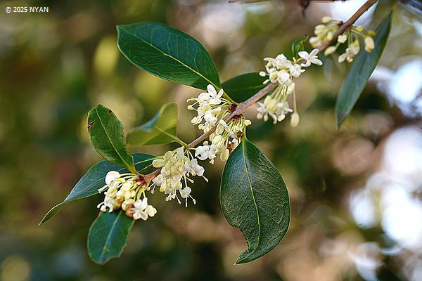 ギンモクセイ（銀木犀、モクセイ科）